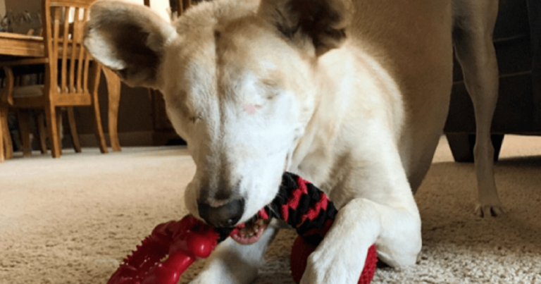 Sweet Dog Born Without Eyes Becomes A TikTok Star And Inspires Thousands