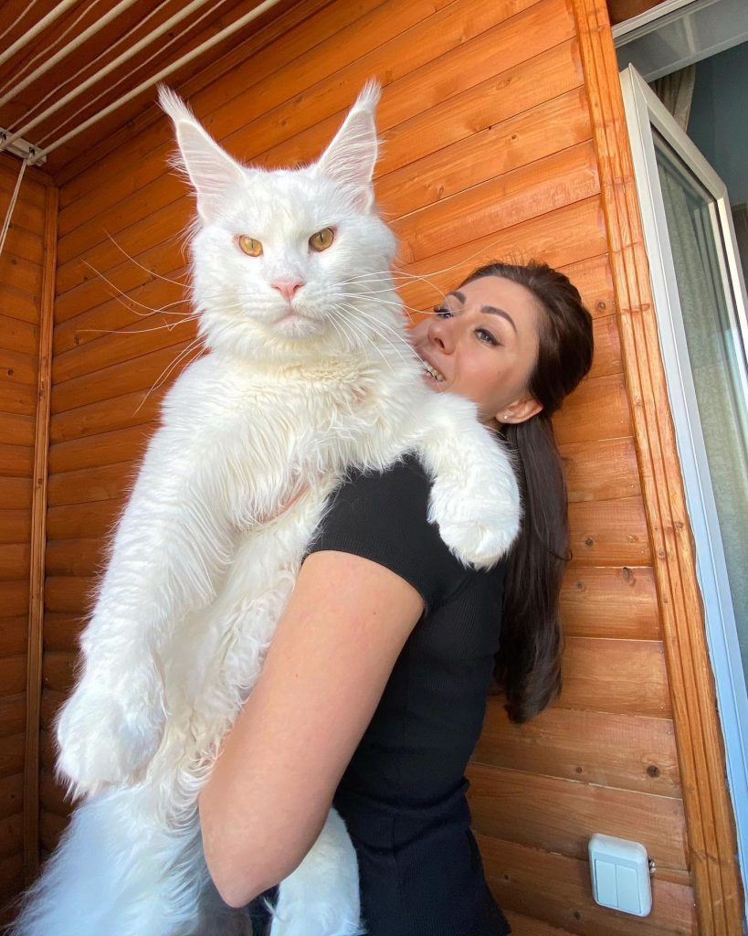 Adorable Photos Of Kefir, The Giant Maine Coon Who Thinks He’s A Human